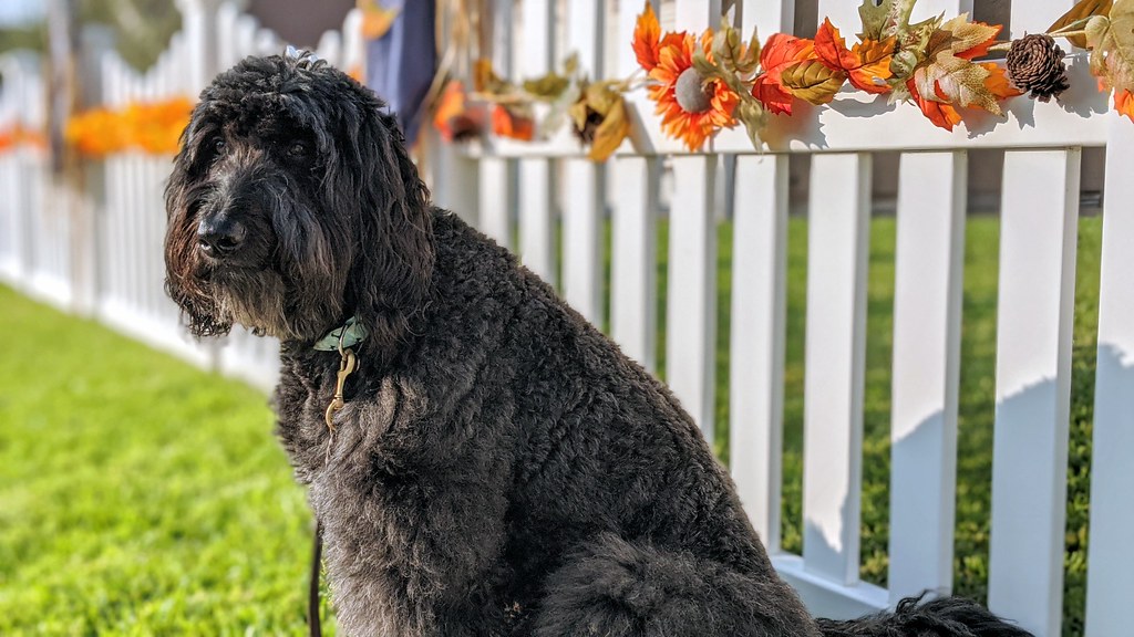 Happy homeowner enjoying their renovated home with satisfaction and pride
